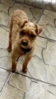 Lilica 