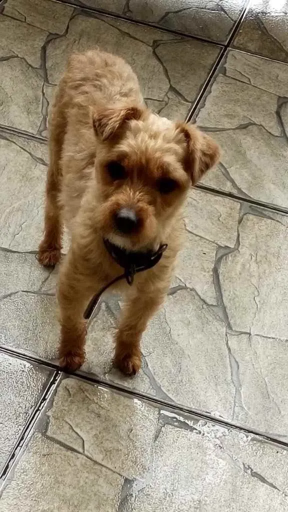 Cachorro ra a Poddle com Yorkishay  idade 1 ano nome Lilica 