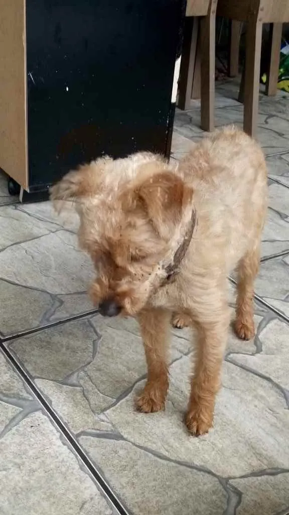 Cachorro ra a Poddle com Yorkishay  idade 1 ano nome Lilica 