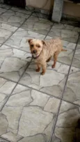 Lilica 