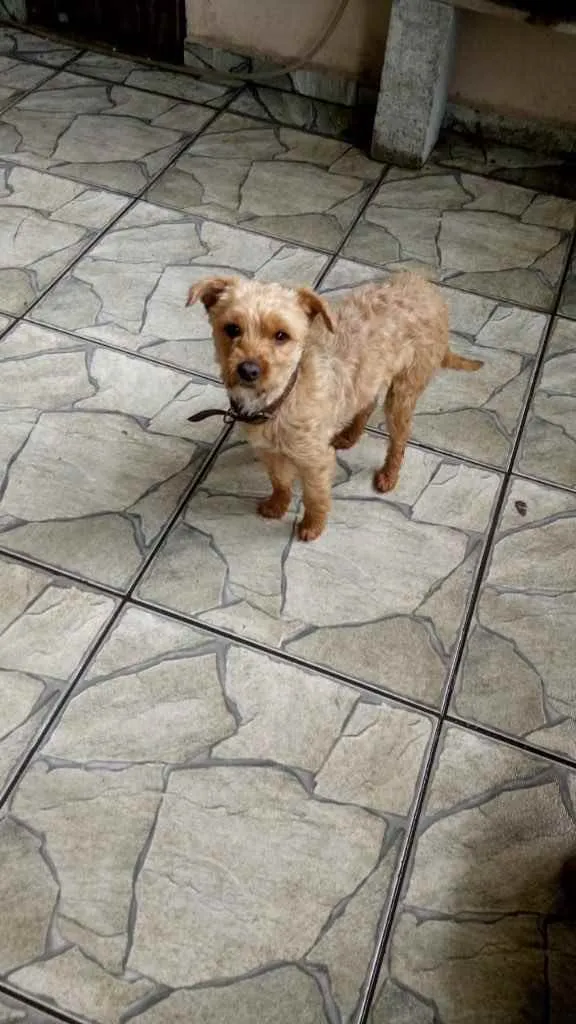 Cachorro ra a Poddle com Yorkishay  idade 1 ano nome Lilica 