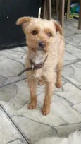 Lilica 