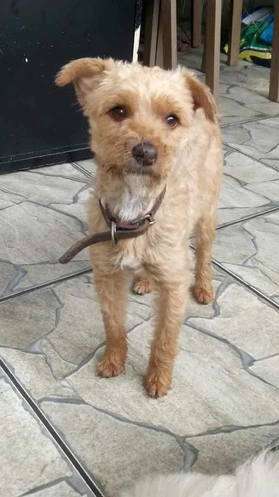 Cachorro ra a Poddle com Yorkishay  idade 1 ano nome Lilica 
