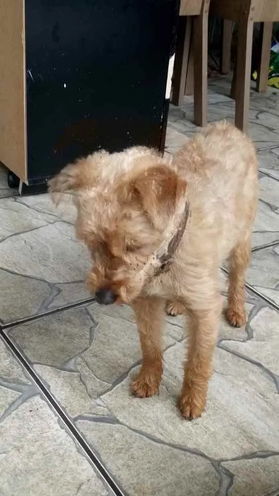 Cachorro ra a Yorkshire com poddle  idade 1 ano nome Lilica
