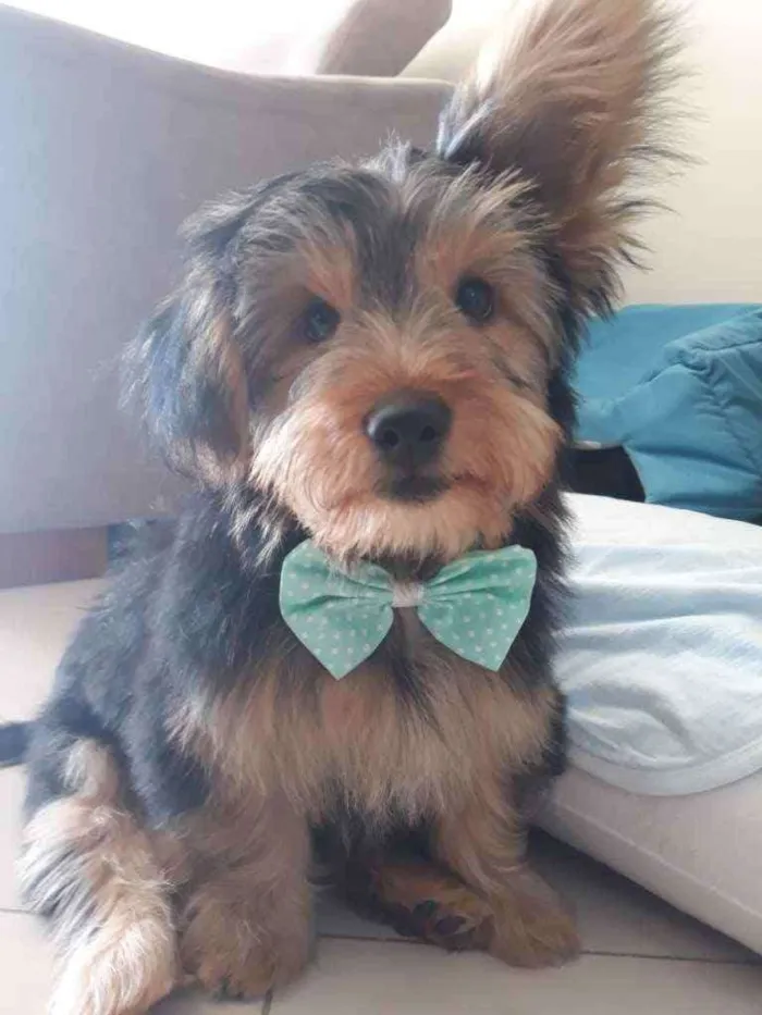 Cachorro ra a York shire idade 2 a 6 meses nome Thor