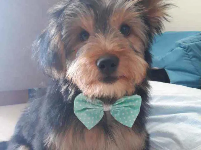Cachorro ra a York shire idade 2 a 6 meses nome Thor