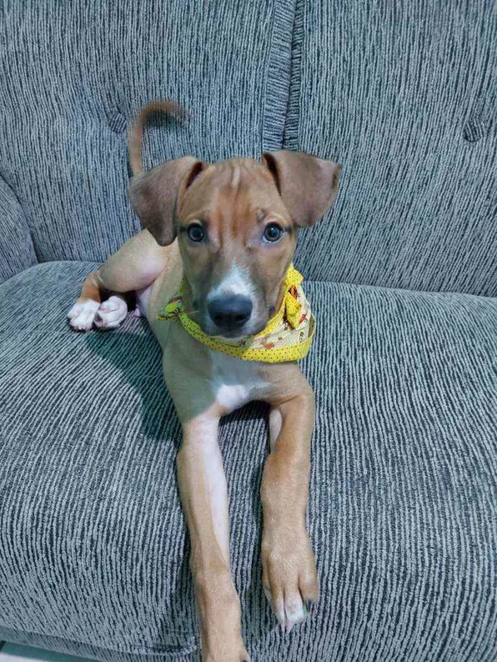 Cachorro ra a Vira lata  idade 2 a 6 meses nome Théo