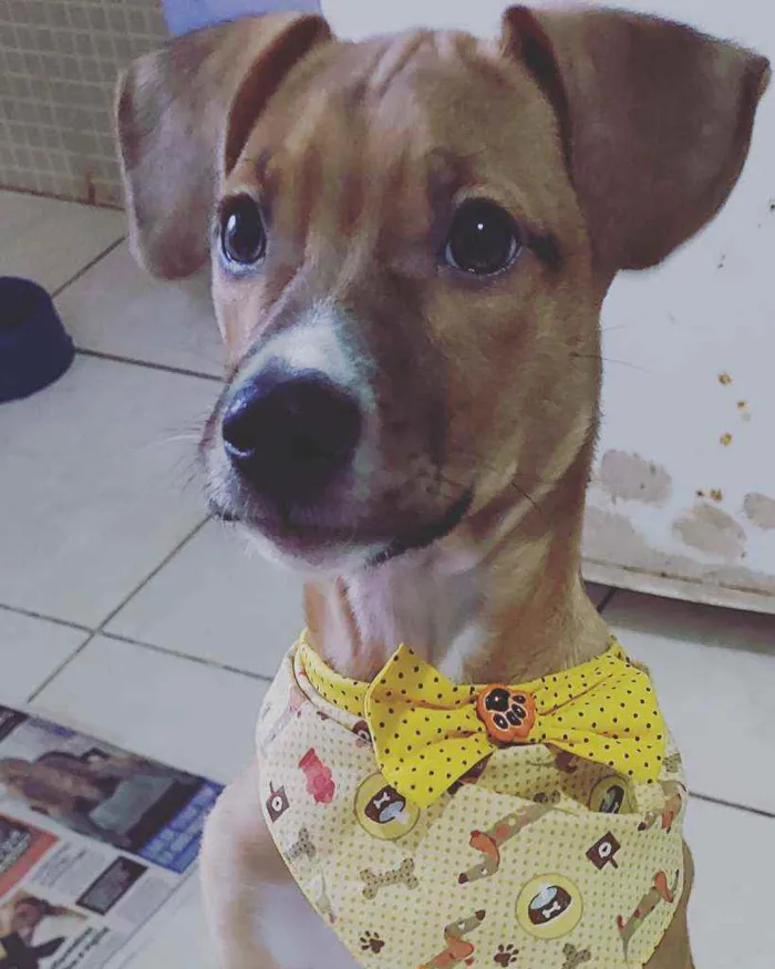 Cachorro ra a Vira lata  idade 2 a 6 meses nome Théo