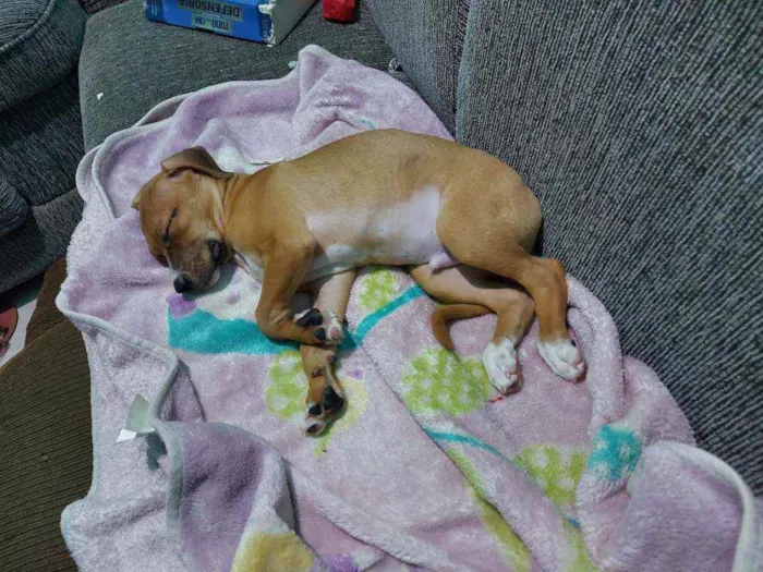 Cachorro ra a Vira lata  idade 2 a 6 meses nome Théo