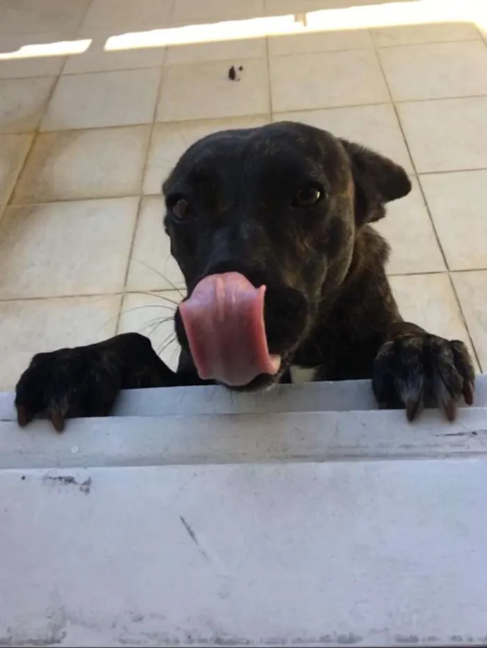 Cachorro ra a SRD-ViraLata idade 2 anos nome Layla