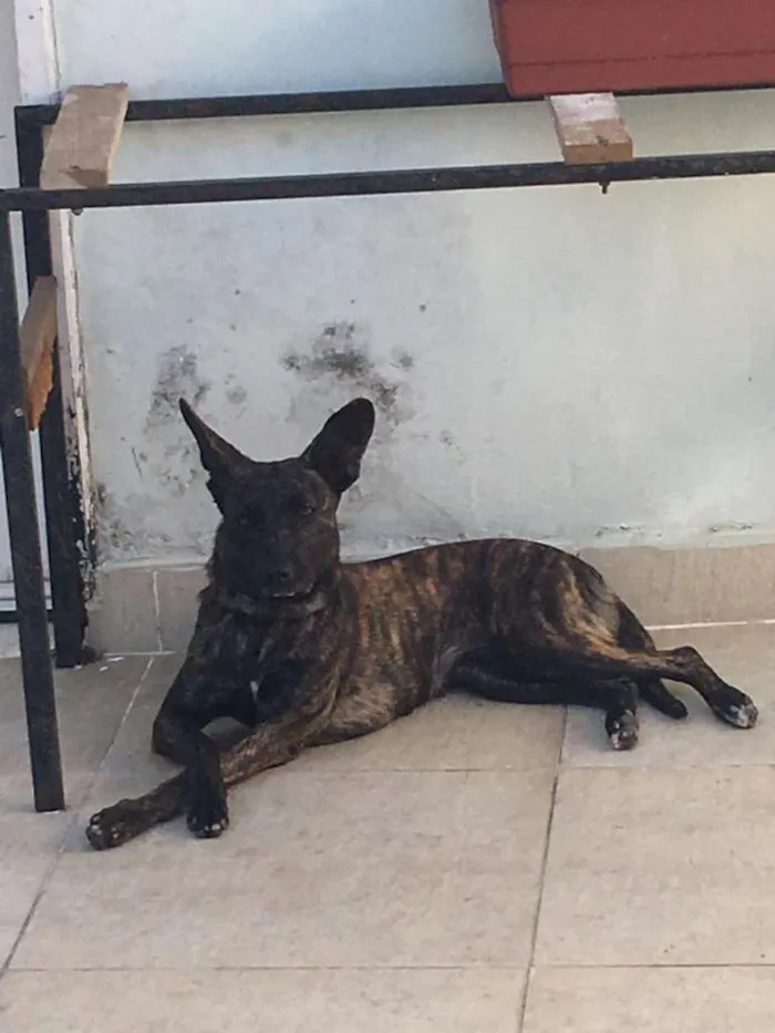 Cachorro ra a SRD-ViraLata idade 2 anos nome Layla