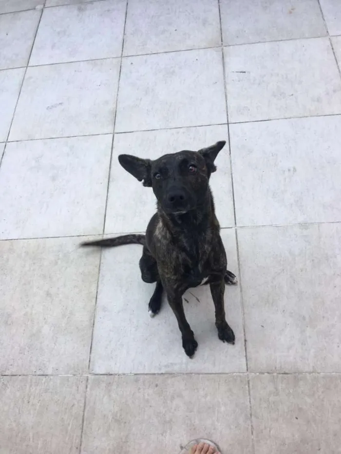 Cachorro ra a SRD-ViraLata idade 2 anos nome Layla