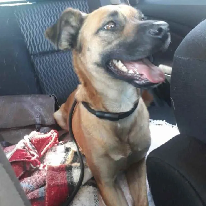Cachorro ra a Srd idade 1 ano nome BENTO