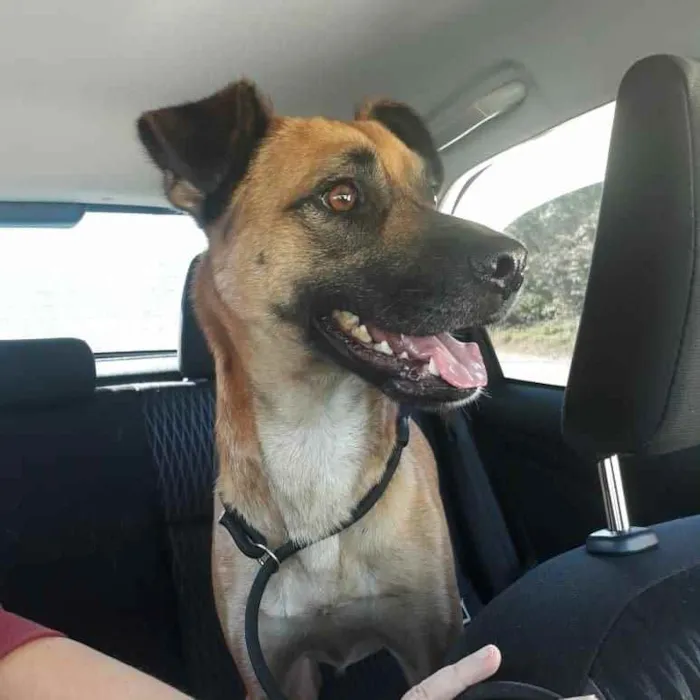 Cachorro ra a Srd idade 1 ano nome BENTO