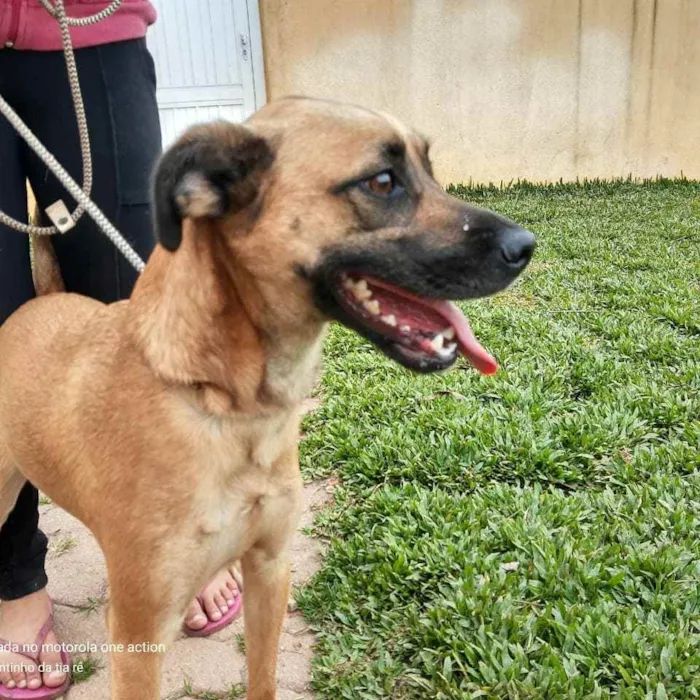 Cachorro ra a Srd idade 1 ano nome BENTO