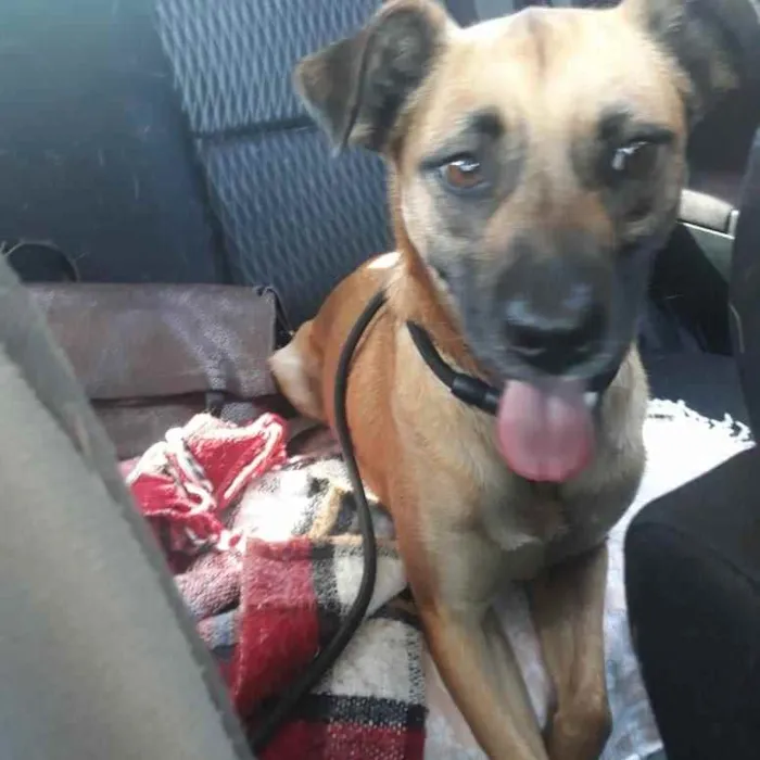 Cachorro ra a Srd idade 1 ano nome BENTO