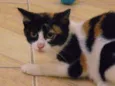 Maya / Atena
