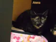 Maya / Atena