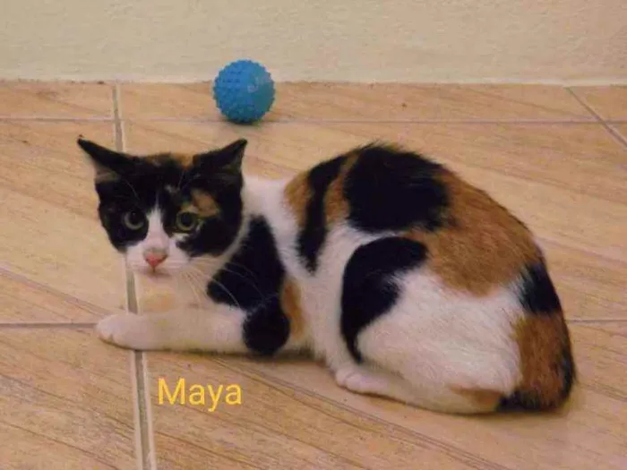 Gato ra a SRD idade 2 a 6 meses nome Maya / Atena