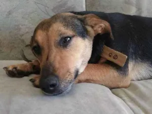 Cachorro raça Srd idade 2 anos nome Naomi