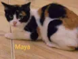 Maya / Atena