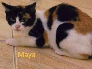 Gato raça SRD idade 2 a 6 meses nome Maya / Atena