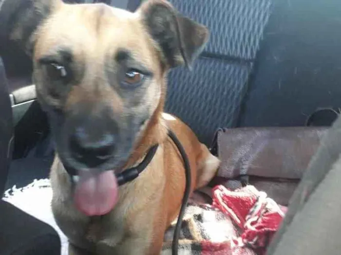 Cachorro ra a Srd idade 1 ano nome BENTO
