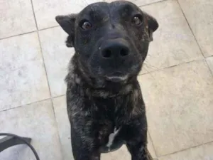 Cachorro raça SRD-ViraLata idade 2 anos nome Layla