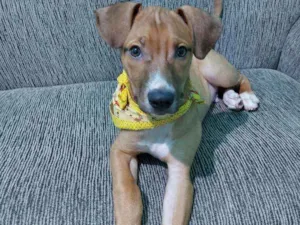 Cachorro raça Vira lata  idade 2 a 6 meses nome Théo 