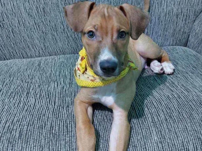 Cachorro ra a Vira lata  idade 2 a 6 meses nome Théo