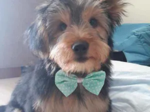Cachorro raça York shire idade 2 a 6 meses nome Thor