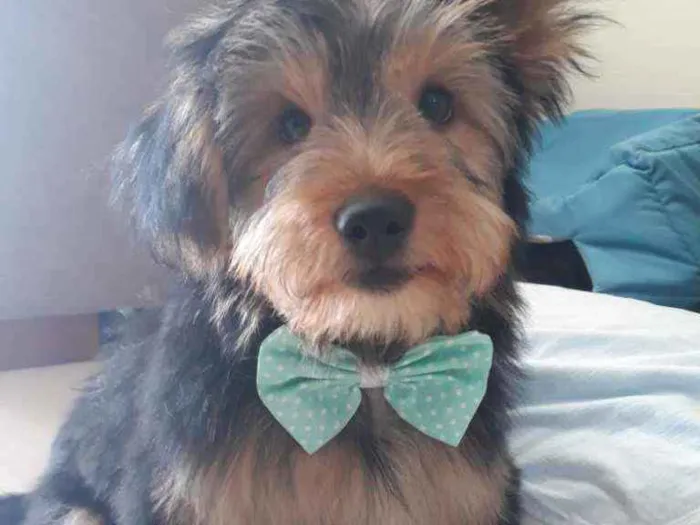 Cachorro ra a York shire idade 2 a 6 meses nome Thor