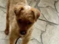 Lilica 