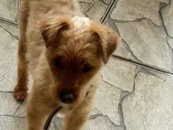 Cachorro ra a Poddle com Yorkishay  idade 1 ano nome Lilica 