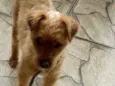Lilica
