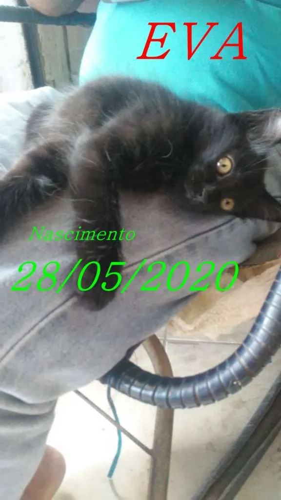 Gato ra a  idade 2 a 6 meses nome  EVA