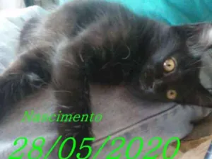 Gato raça  idade 2 a 6 meses nome  EVA