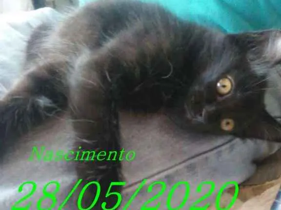 Gato ra a  idade 2 a 6 meses nome  EVA