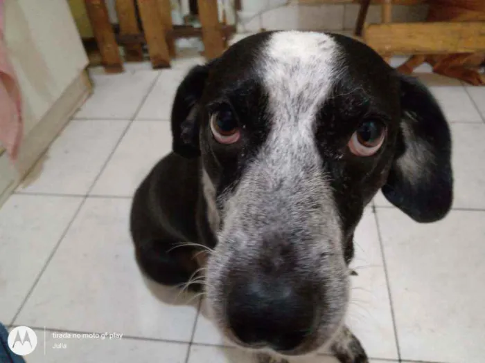 Cachorro ra a SRD vira lata idade 3 anos nome Pingo