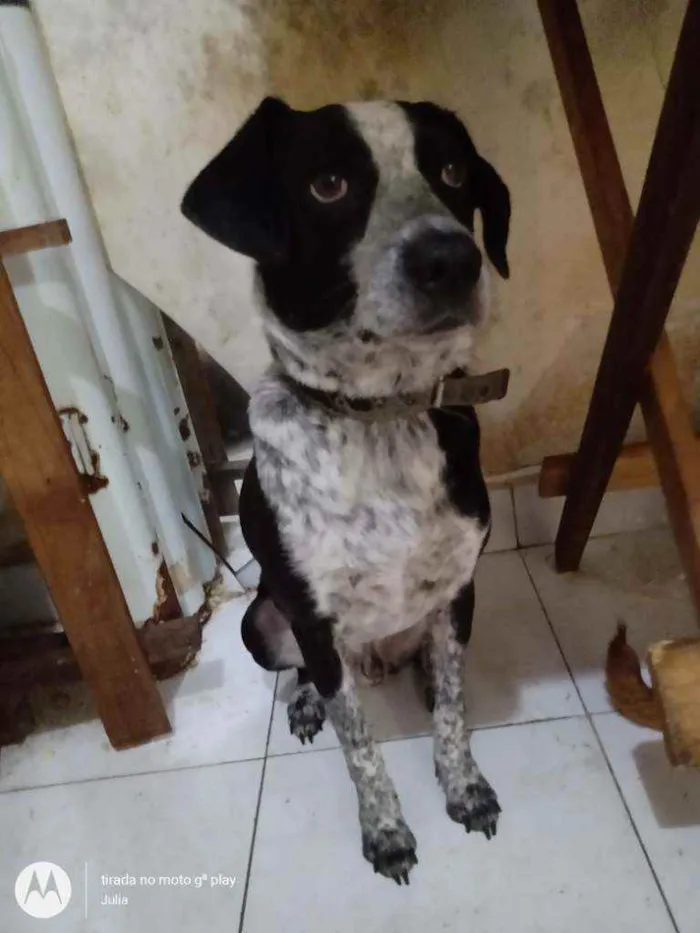 Cachorro ra a SRD vira lata idade 3 anos nome Pingo