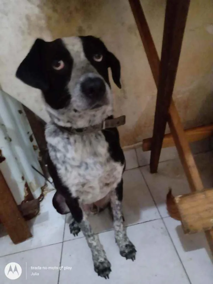 Cachorro ra a SRD vira lata idade 3 anos nome Pingo