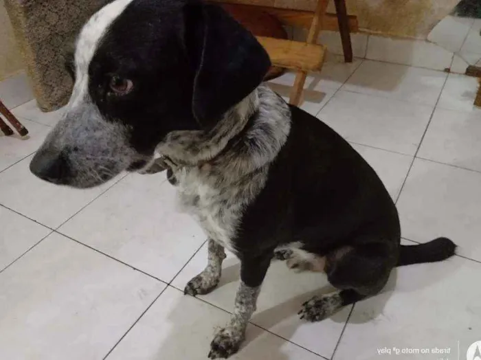 Cachorro ra a SRD vira lata idade 3 anos nome Pingo