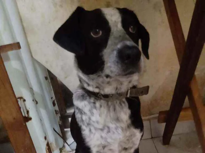 Cachorro ra a SRD vira lata idade 3 anos nome Pingo