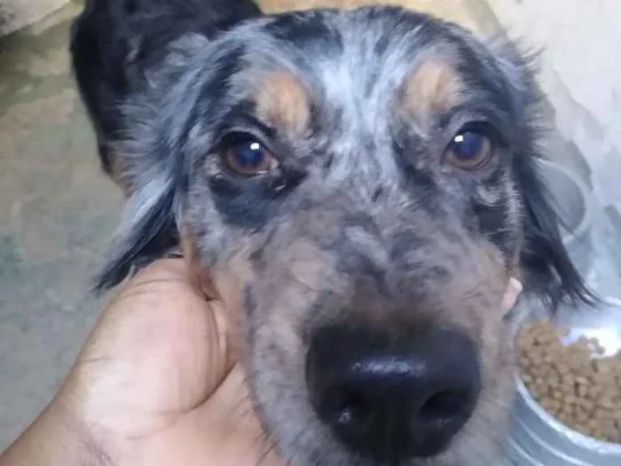 Cachorro ra a Srd idade 2 anos nome Sem nome 