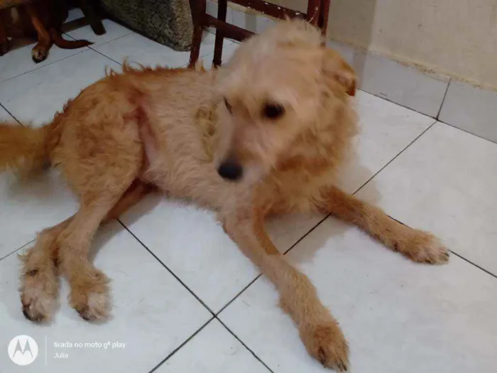 Cachorro ra a SRD vira lata idade 4 anos nome Bella