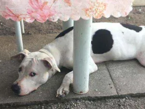 Cachorro raça pitbull idade 2 anos nome Safira