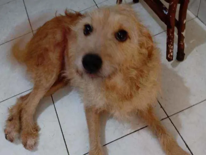 Cachorro ra a SRD vira lata idade 4 anos nome Bella