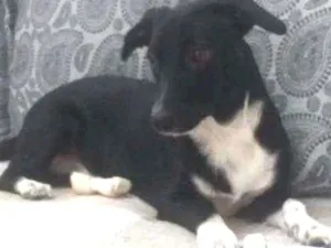 Cachorro raça Vira lata  idade 7 a 11 meses nome Pipoca