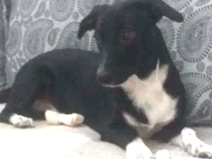 Cachorro ra a Vira lata  idade 7 a 11 meses nome Pipoca