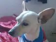 Pingo 